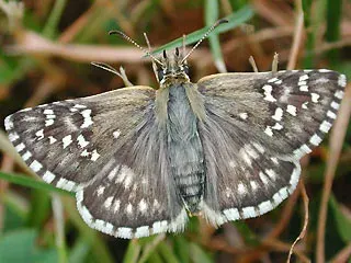 The Safflower skipper card