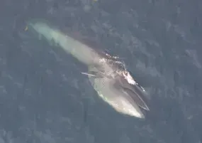 The Sei whale card