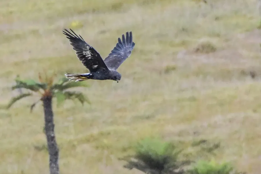 The Papuan harrier card
