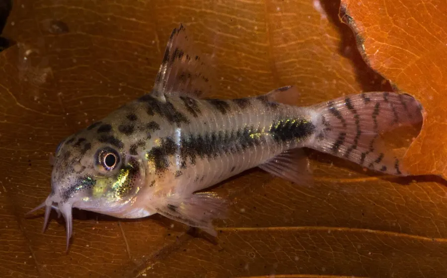 The Salt and pepper catfish card