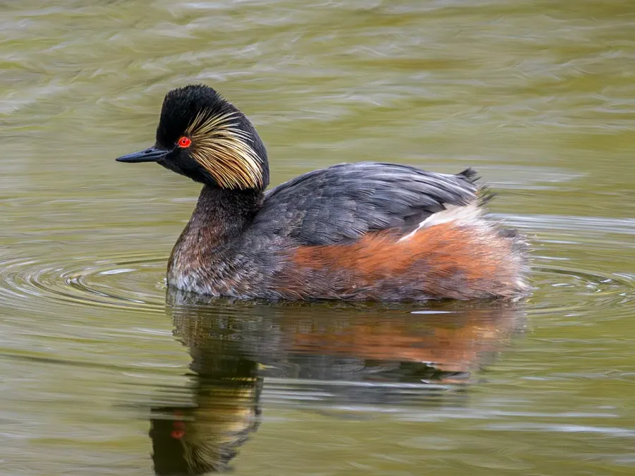 The Black-necked grebe card