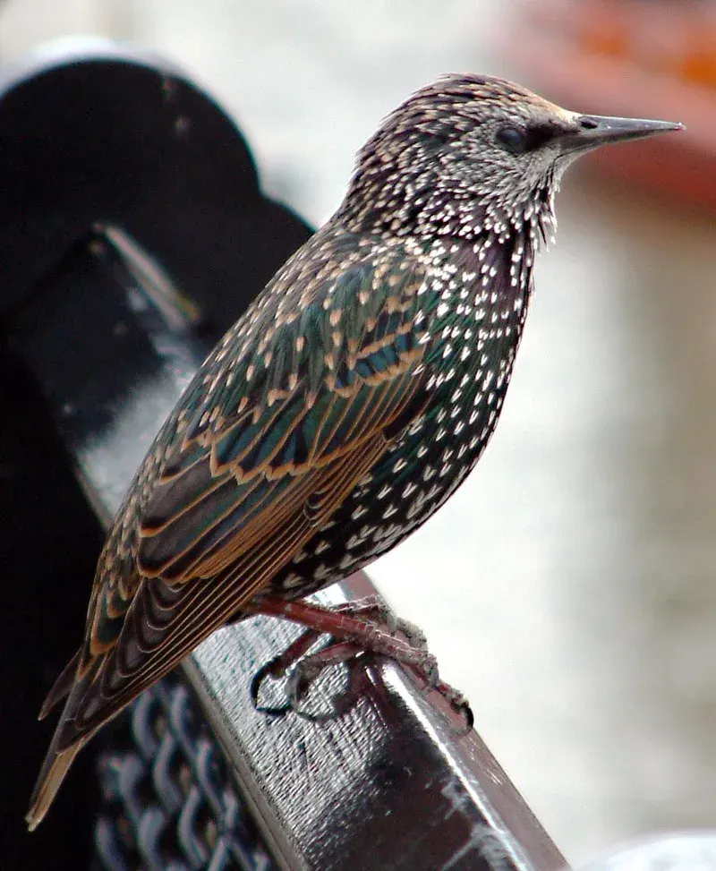 The Starling card