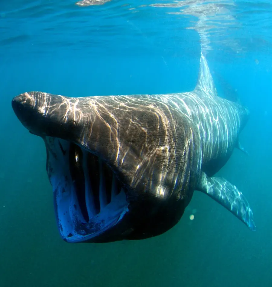 The Basking shark card