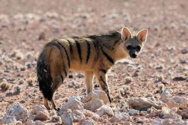 The Aardwolf card
