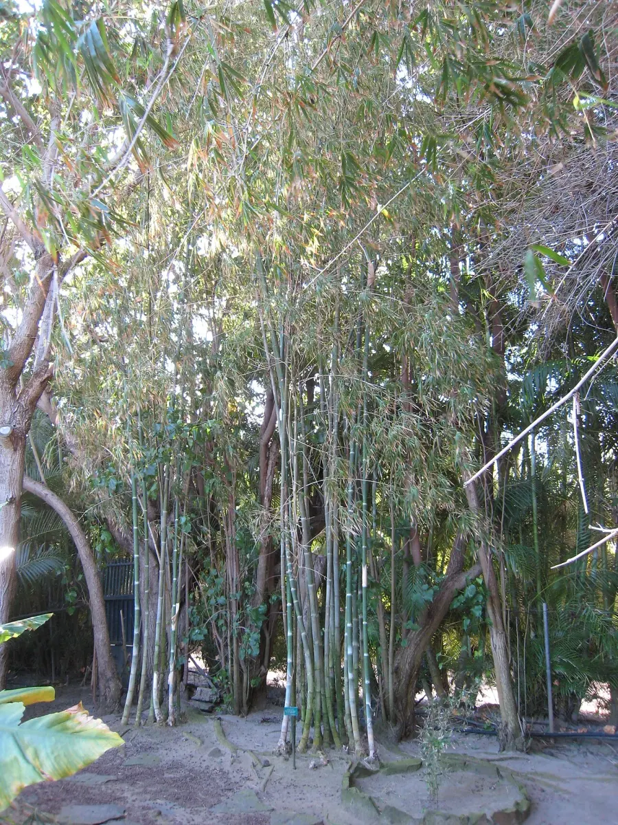 La carte Gigantochloa