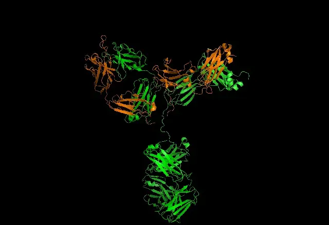 The Antinuclear antibody card