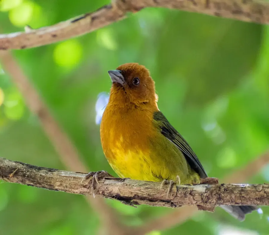 The Ochre-breasted brushfinch card
