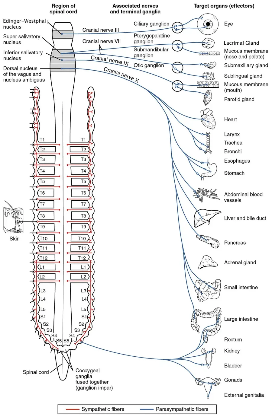 The Parasympathetic nervous system card