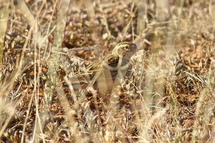 The Somali short-toed lark card