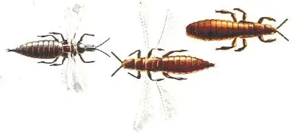 La carte Thysanoptera