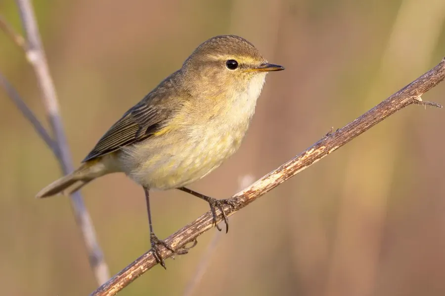 The Common chiffchaff card