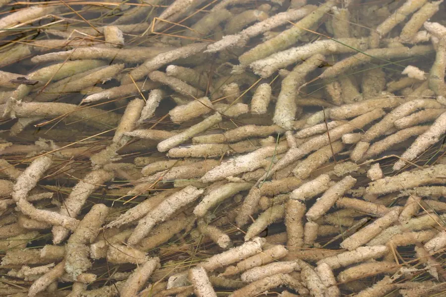 The Periphyton card