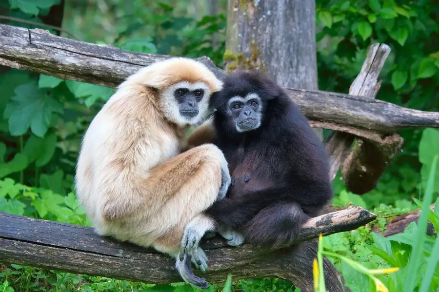 The Gibbon card
