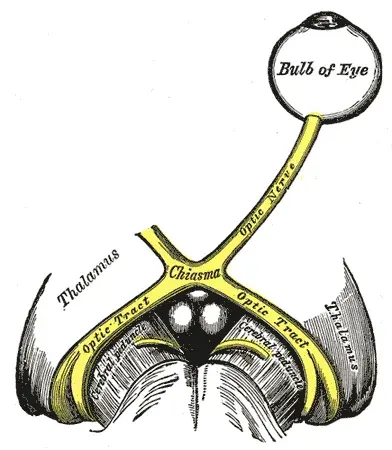 The Optic nerve card