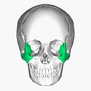 The Zygomatic bone card