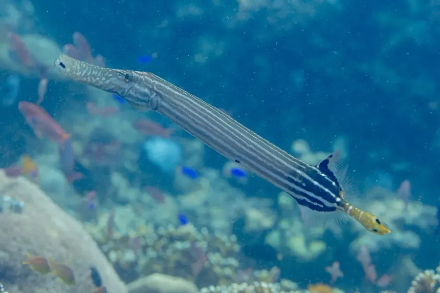 La carte Aulostomus chinensis
