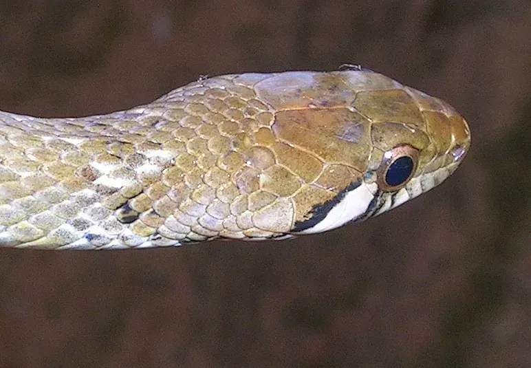 La carte Hebius