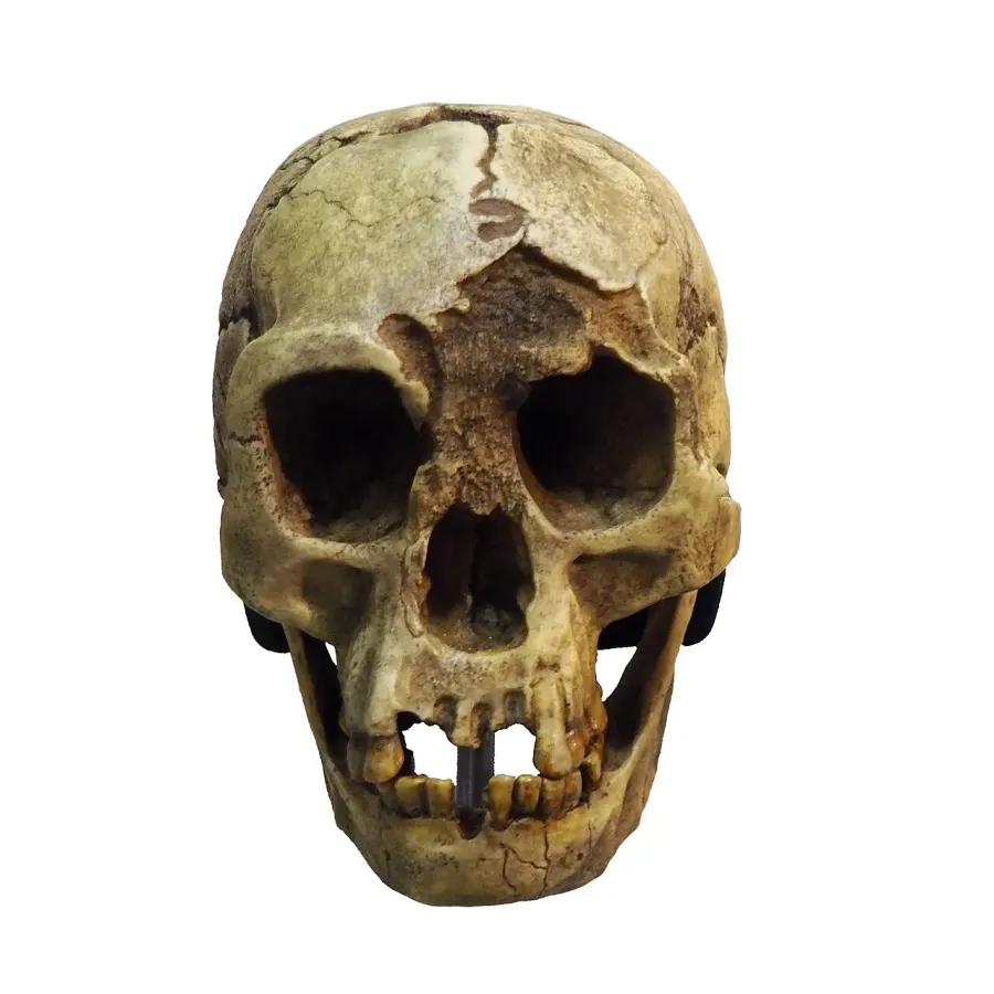 The Homo floresiensis card