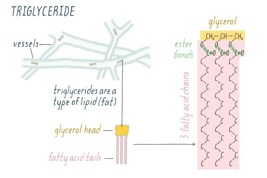 La carte Triglycéride