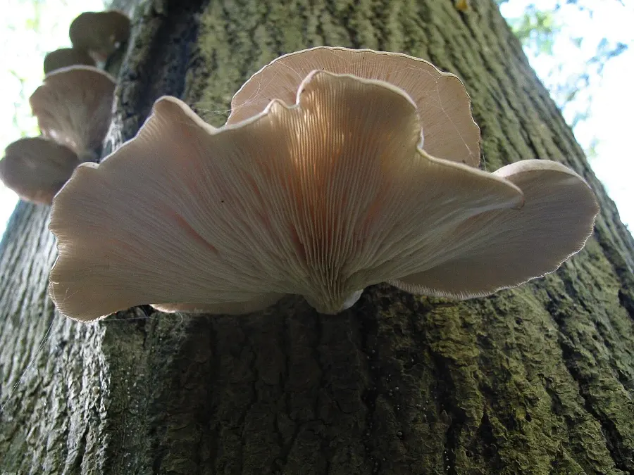 The Pleurotus ostreatus card