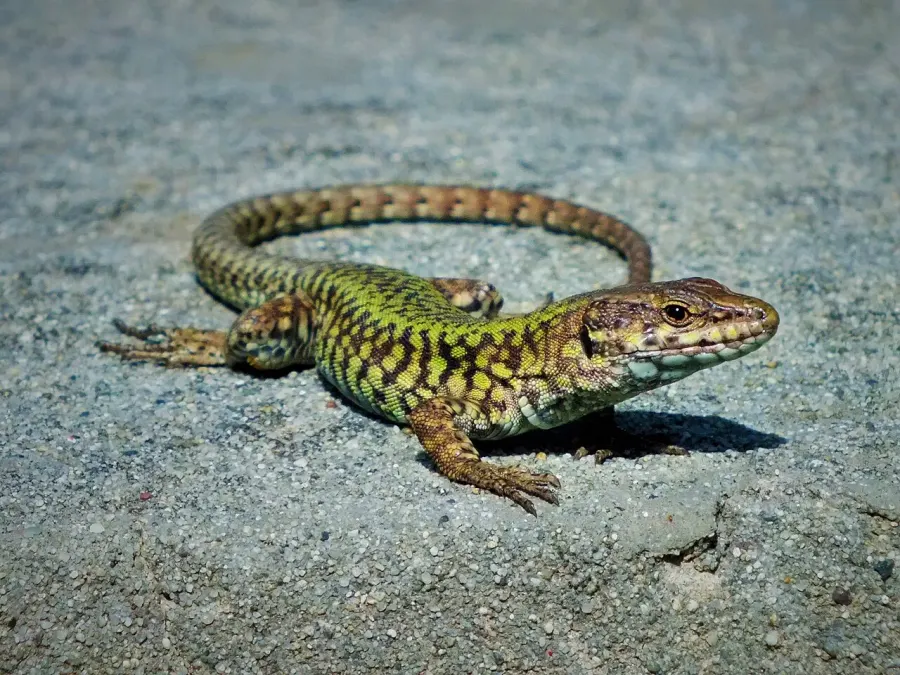 La carte Lézard des murailles