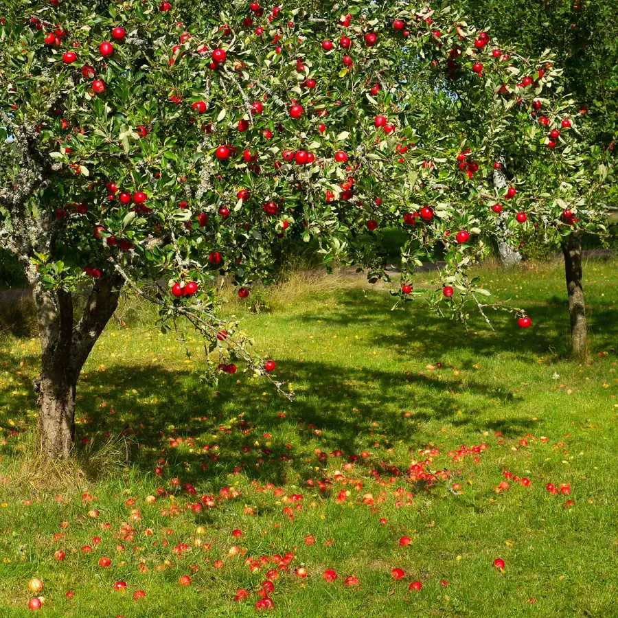 The Malus domestica card