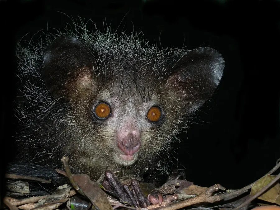 La carte Aye-aye