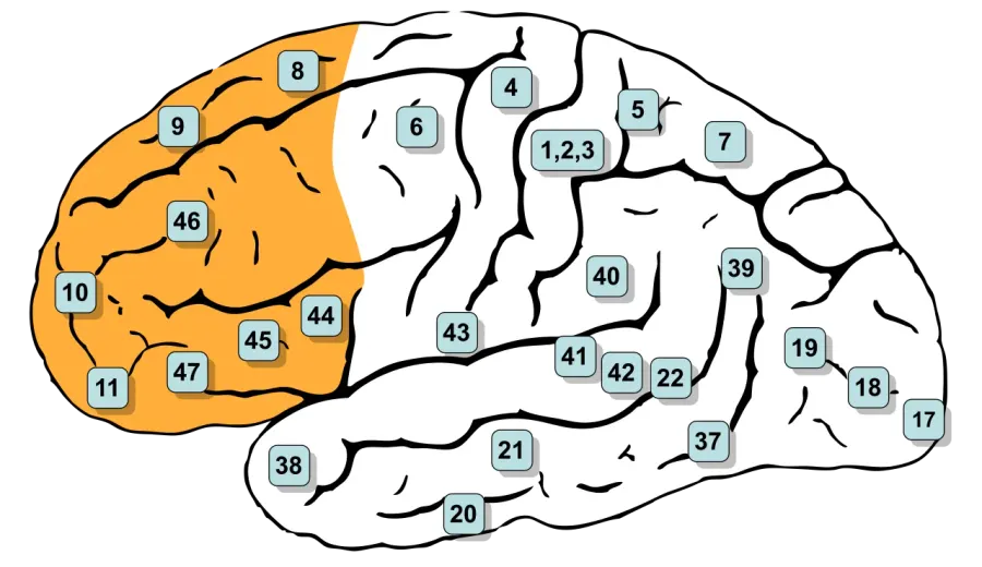 The Prefrontal cortex card