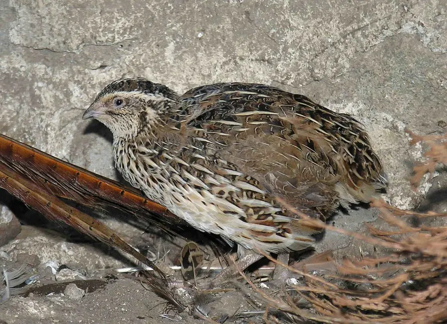 La carte Coturnix