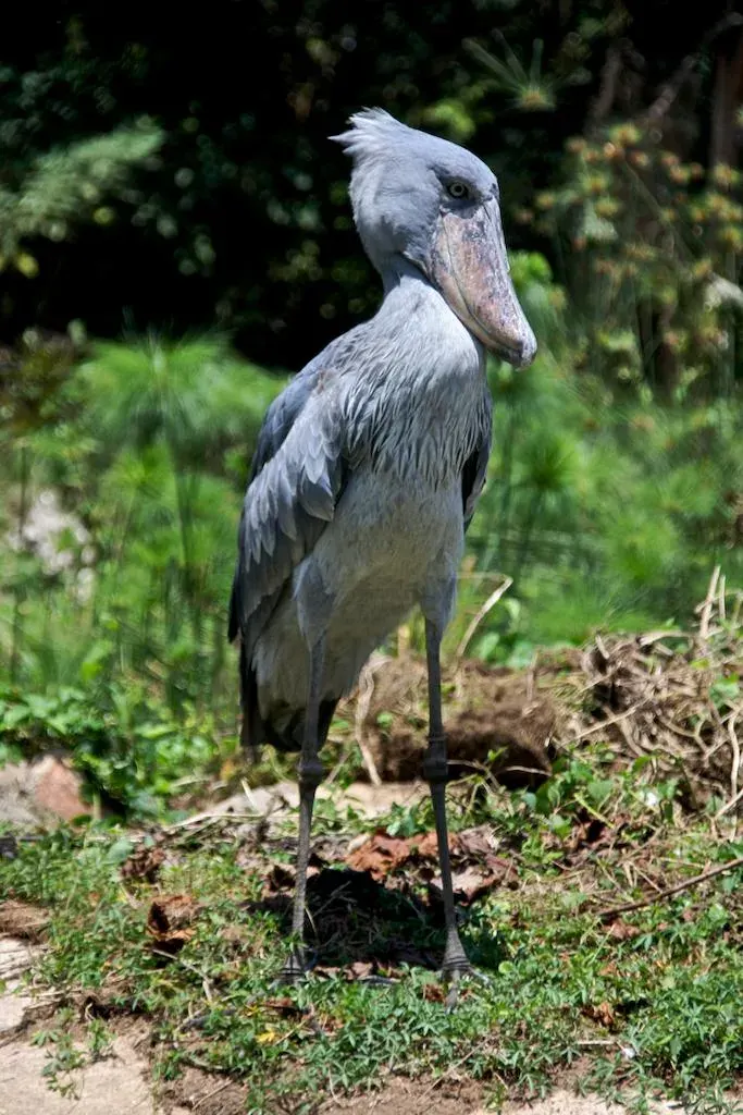 The Shoebill card