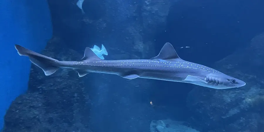 The Starspotted smooth-hound card
