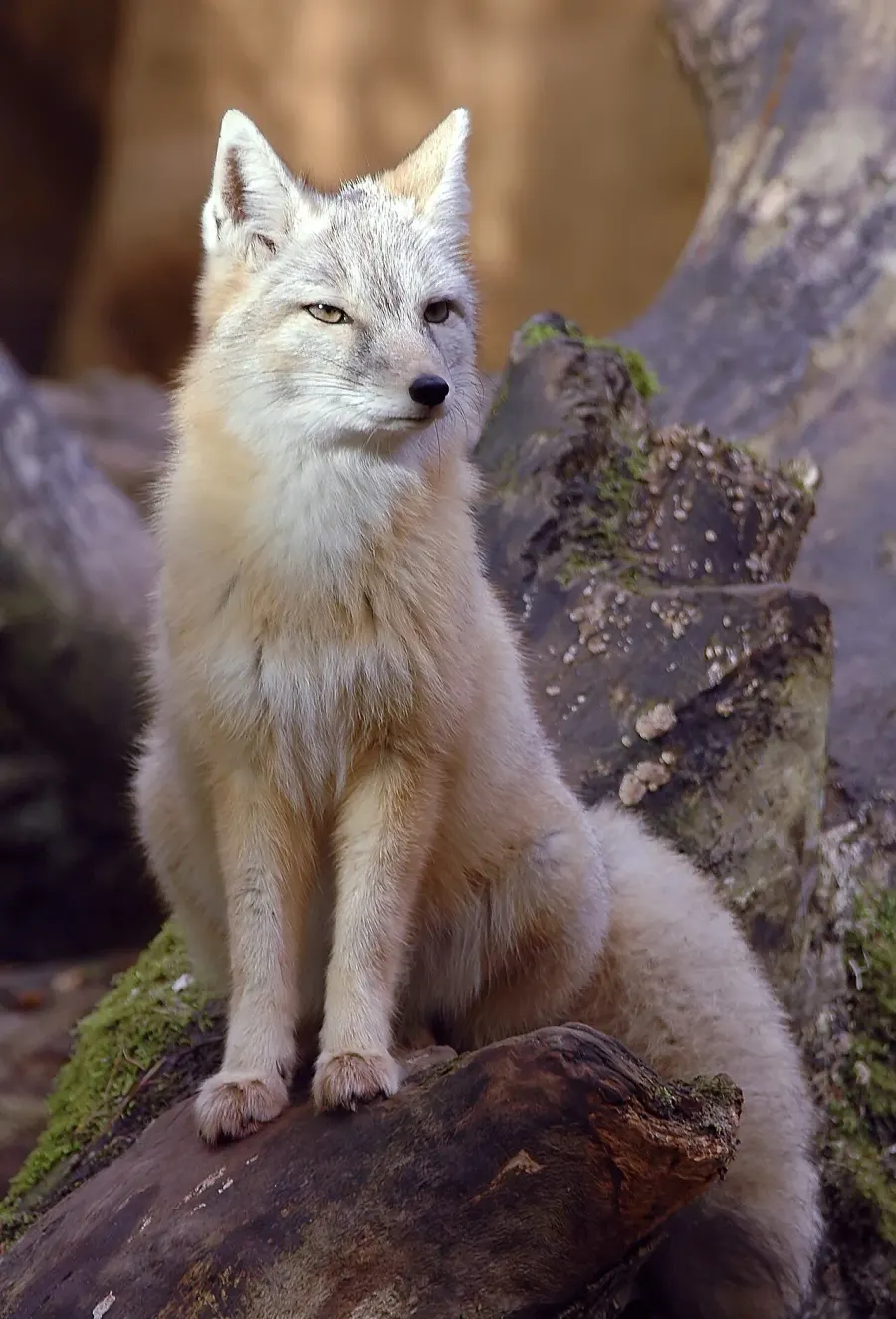 La carte Renard corsac