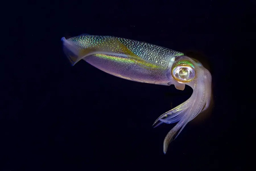 The Bigfin reef squid card