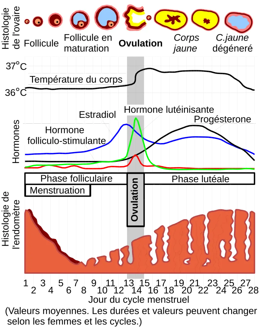 La carte Ovulation