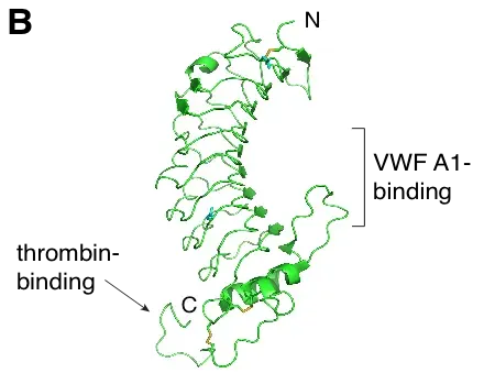 The Glycoprotein card
