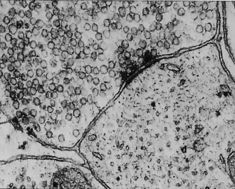 La carte Synapse