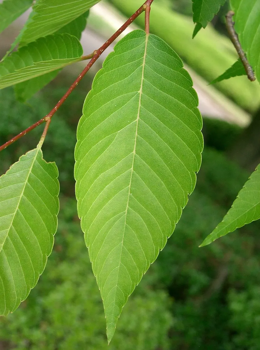La carte Zelkova