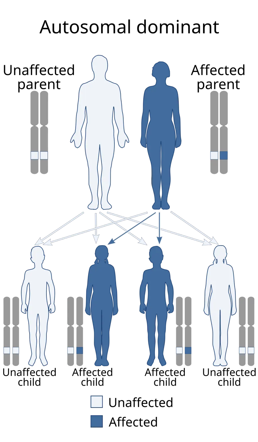 The Li–Fraumeni syndrome card