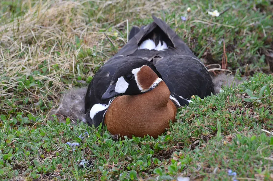 The Red-breasted goose card