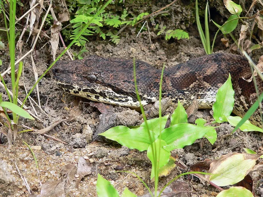 The Acrantophis card