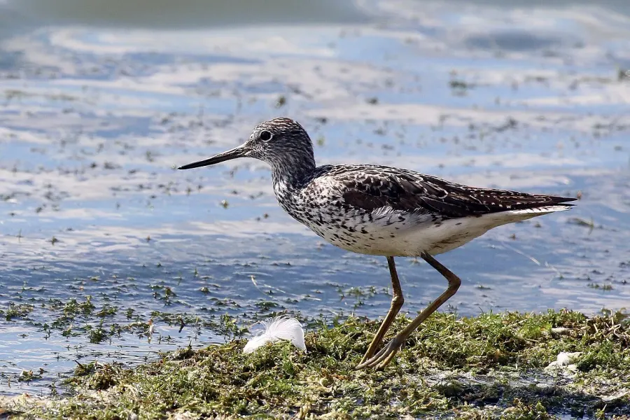 The Common greenshank card