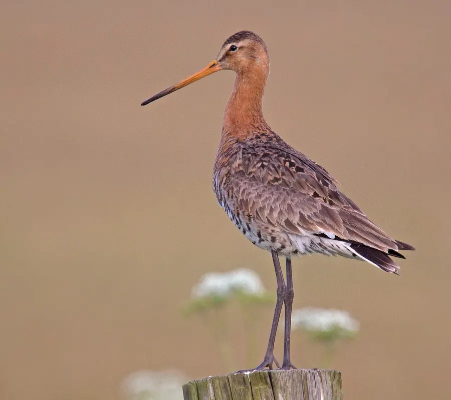 The Black-tailed godwit card