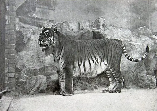 The Caspian tiger card