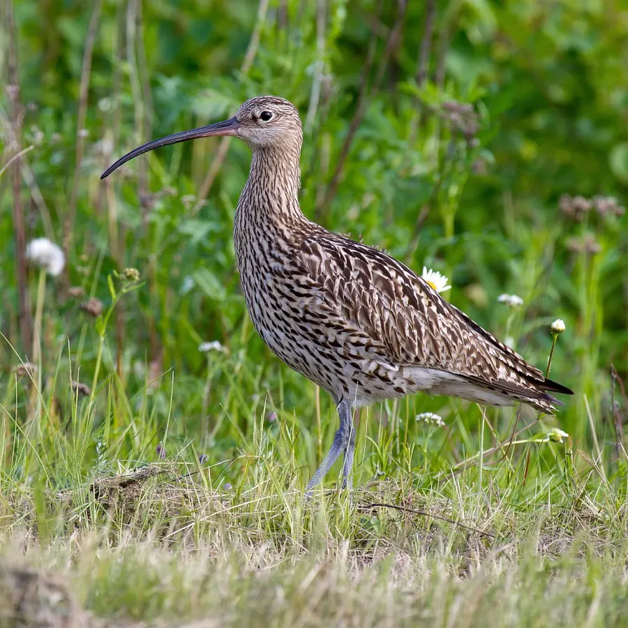 The Eurasian curlew card
