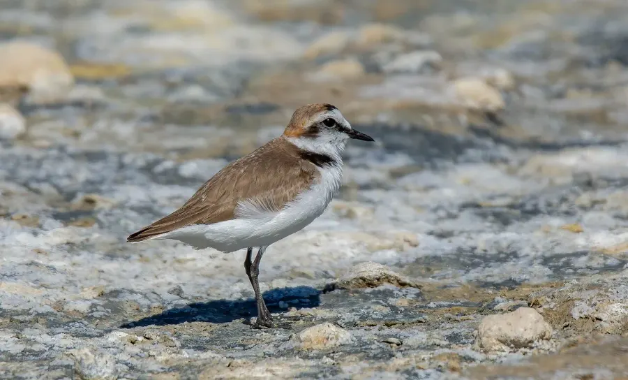 The Kentish plover card
