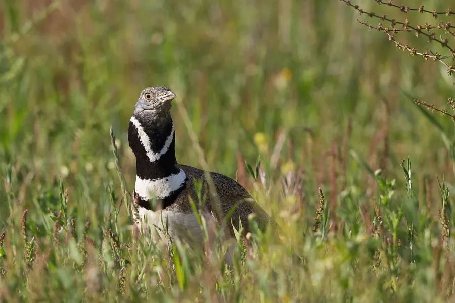 The Little bustard card