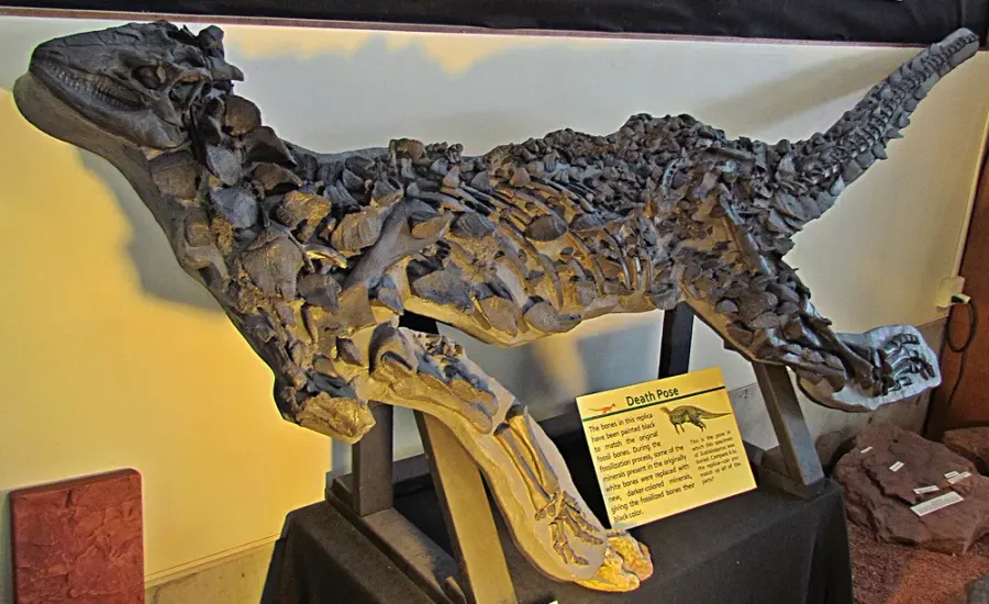 La carte Scelidosaurus