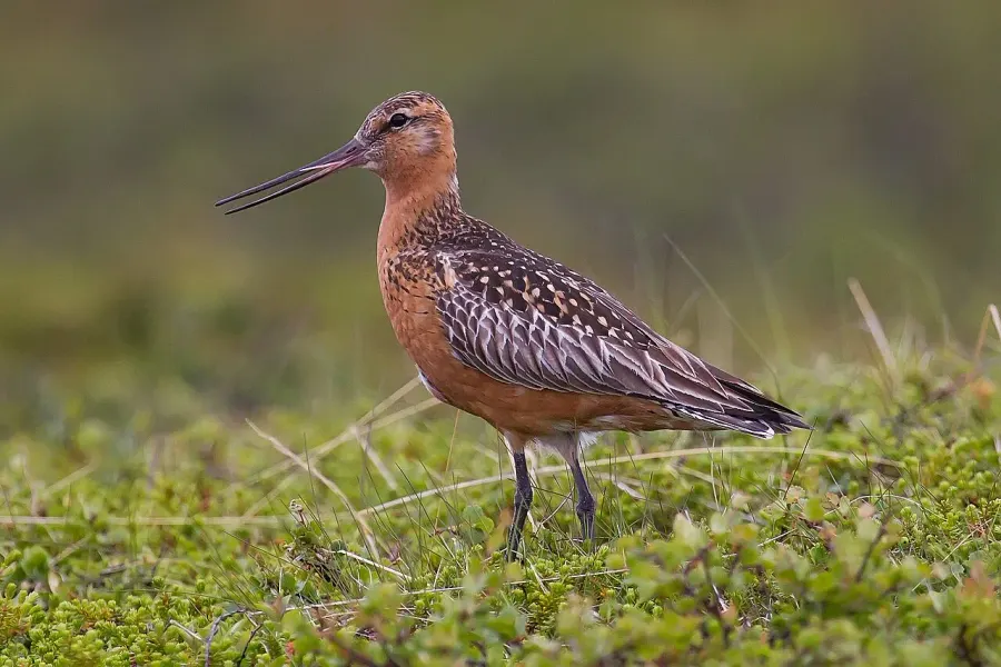 The Bar-tailed godwit card