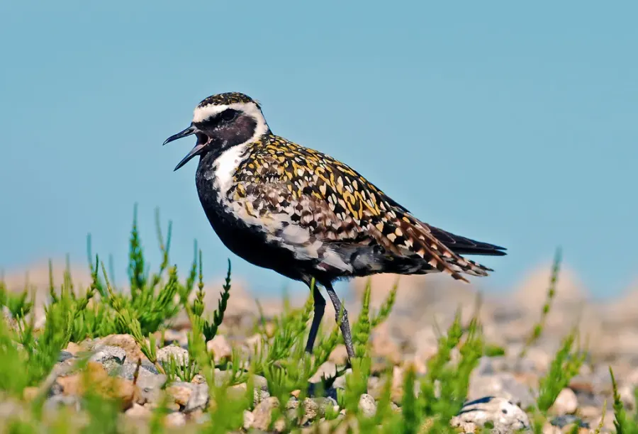 The Pacific golden plover card