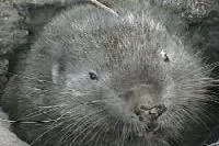 The Aplodontiidae card